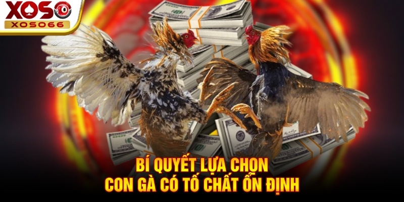Bí quyết lựa chọn con gà có tố chất ổn định