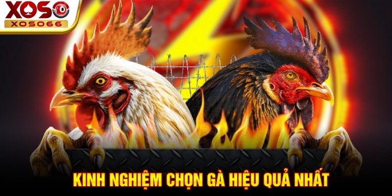 Kinh nghiệm chọn gà hiệu quả nhất