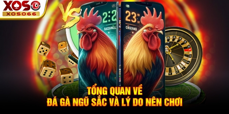 Tổng quan về đá gà ngũ sắc và lý do nên chơi