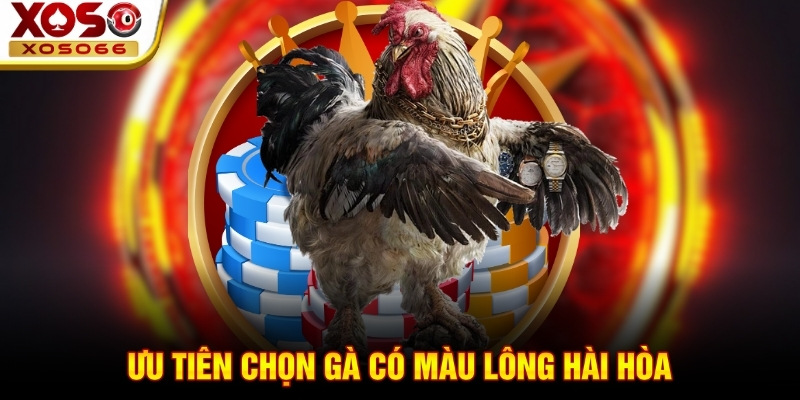Ưu tiên chọn gà có màu lông hài hòa